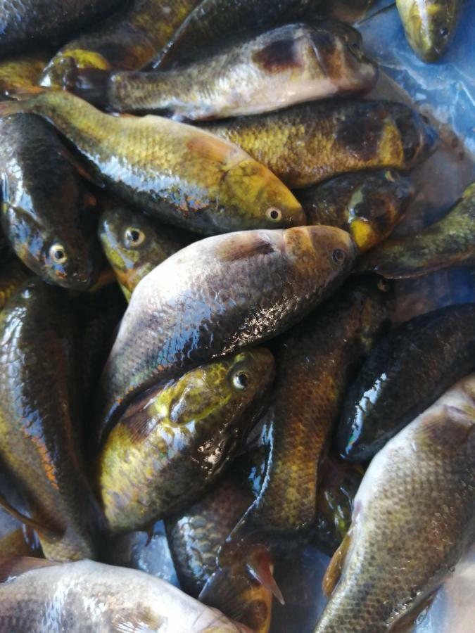 Uros Lodge Lover Titiqaqa Puno Zewnętrze zdjęcie